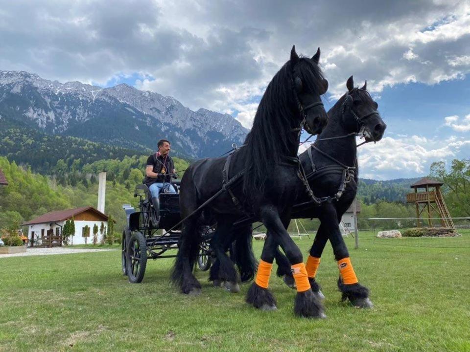 Aroa Mountain 4 Villa Zărneşti Dış mekan fotoğraf